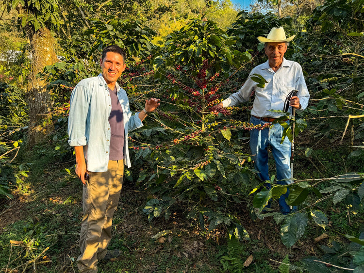 Besuch auf einer Partnerfarm: zwei Männer am Kaffeestrauch