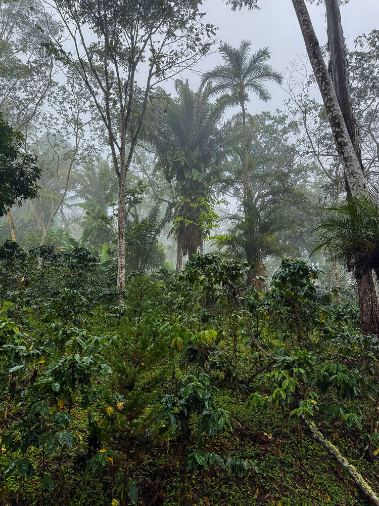 Kaffeepflanzen im Schatten hoher Bäume und Palmen, im Nebel einer Plantage