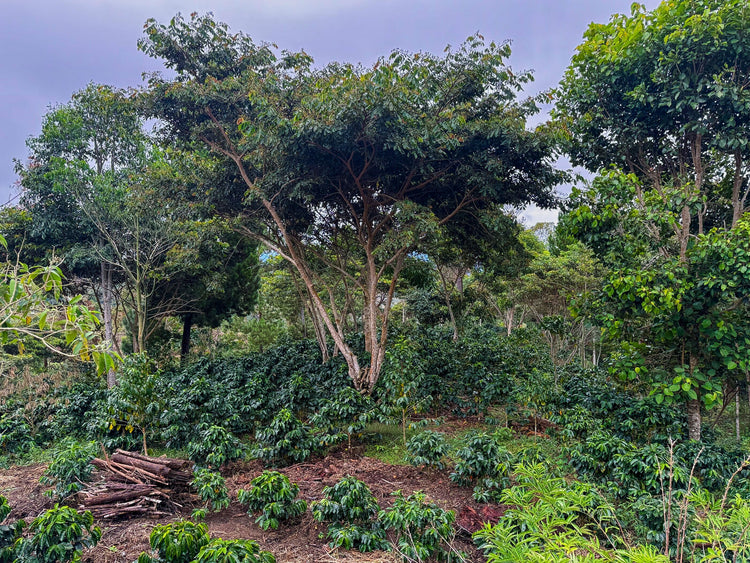 Finca Mariposa: Blick über die Kaffeeplantage