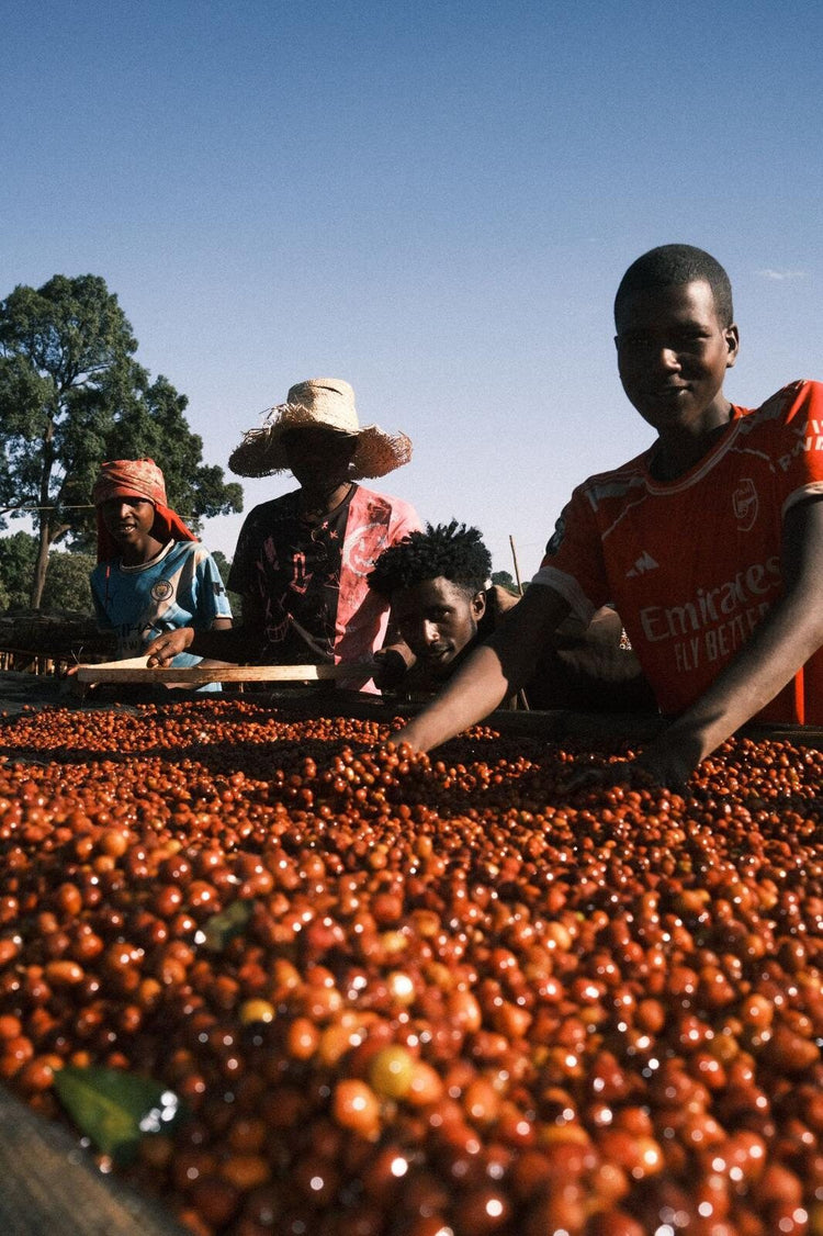 Golden Farm: das Team sortiert die Kaffeekirschen nach der Ernte
