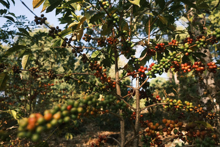 Golden Farm: reifende Kaffeekirschen