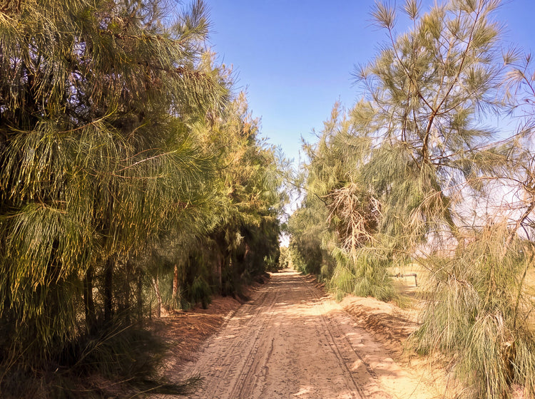 Sekem, Ägypten: Baumreihen entlang der Wüstenstrasse