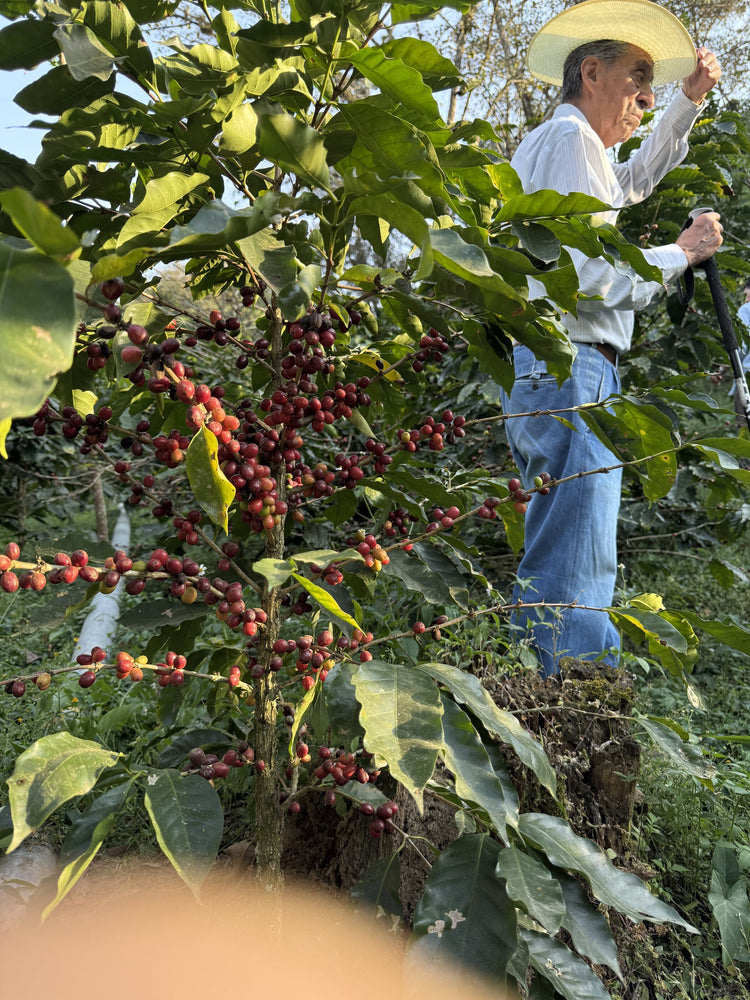 Finca La Victoria: Ernte der Kaffeekirschen