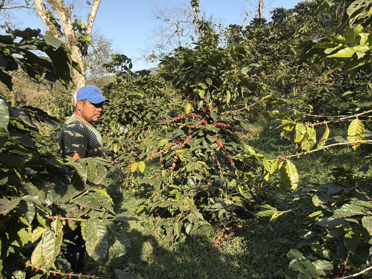 Finca La Victoria: Kaffeepflanzen der Varietät Oro Azteca