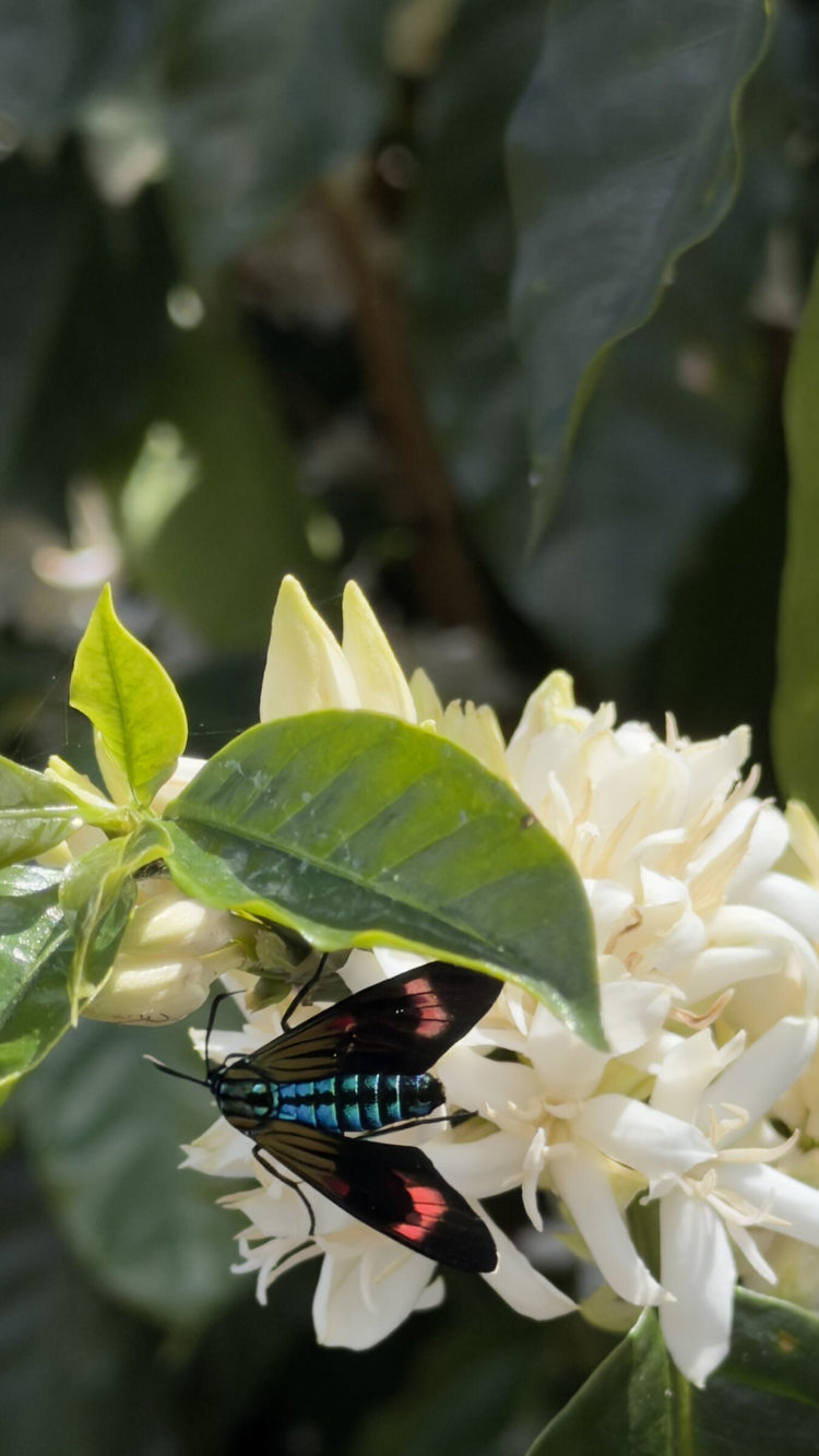 Kaffeeblüte mit Schmetterling